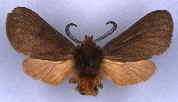 /filer/webapps/moths/media/images/K/kilimaensis_Metarctia_HT_ZSM_01.jpg