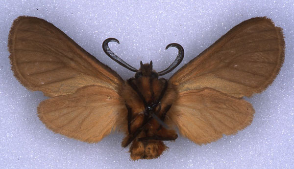 /filer/webapps/moths/media/images/K/kilimaensis_Metarctia_HT_ZSM_02.jpg