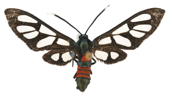 /filer/webapps/moths/media/images/K/kilimandjaronis_Amata_AF_Haynes_02.jpg