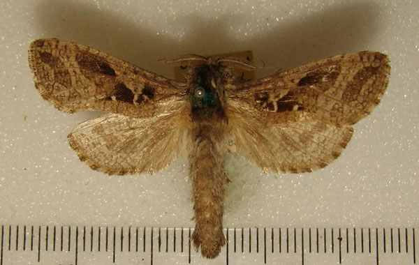 /filer/webapps/moths/media/images/K/kilimanjarensis_Oreocossus_AM_HDOU.jpg