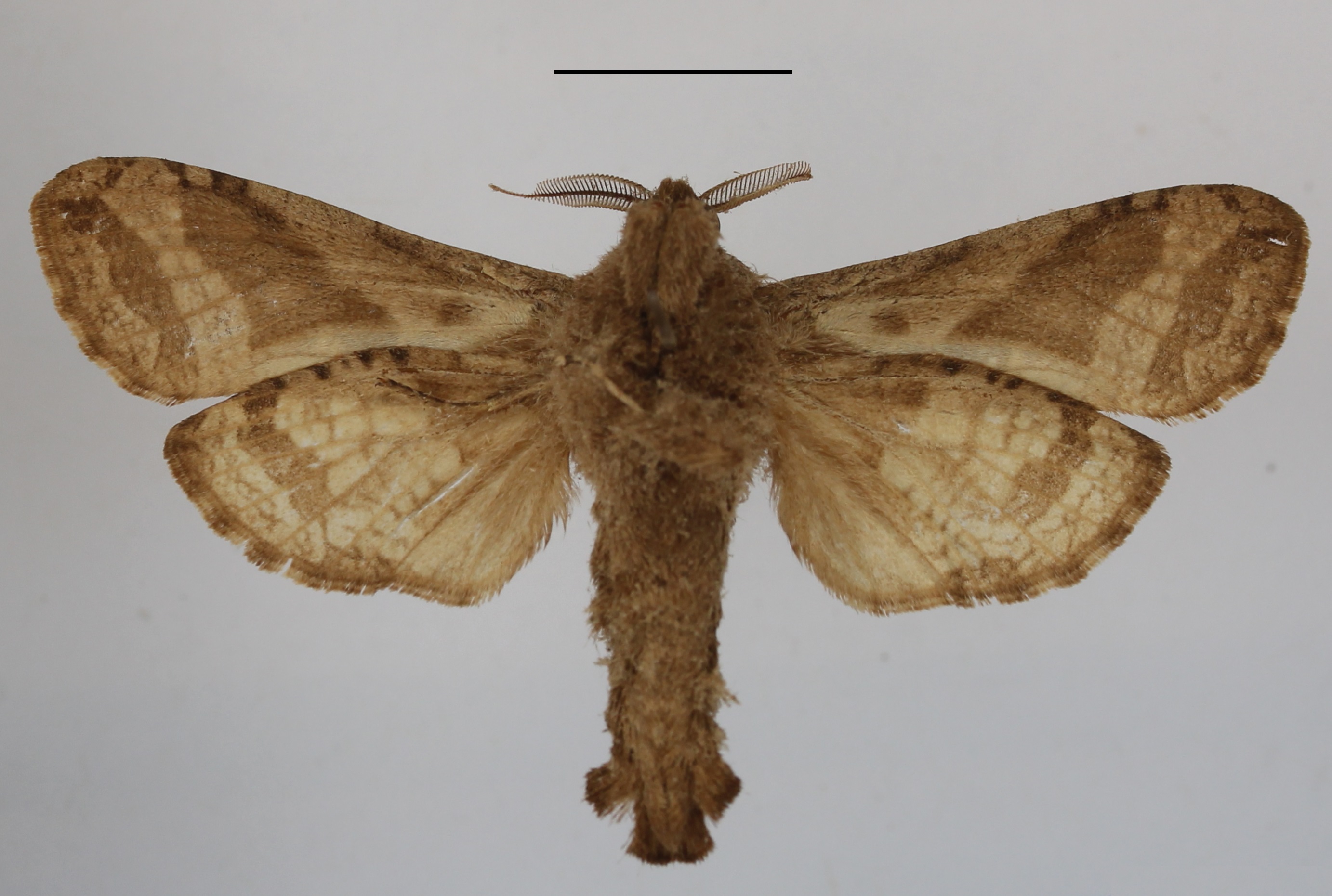 /filer/webapps/moths/media/images/K/kilimanjarensis_Oreocossus_AM_MGCLb_01.JPG