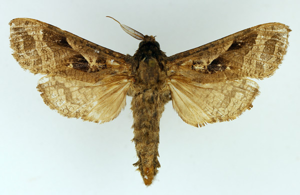 /filer/webapps/moths/media/images/K/kilimanjarensis_Oreocossus_AM_TMSA_01.jpg
