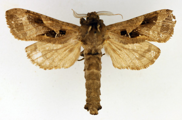 /filer/webapps/moths/media/images/K/kilimanjarensis_Oreocossus_AM_TMSA_02.jpg