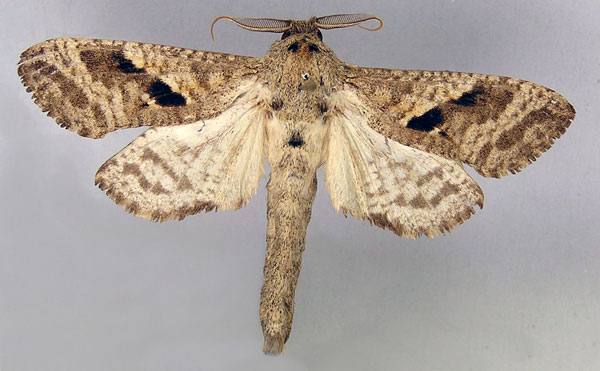 /filer/webapps/moths/media/images/K/kilimanjarensis_Oreocossus_A_MWM.jpg