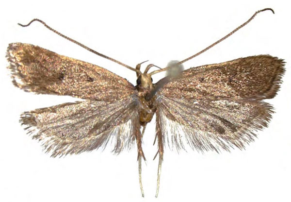 /filer/webapps/moths/media/images/K/kilimanjaroensis_Eridachtha_HT_NHMO.jpg
