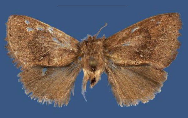 /filer/webapps/moths/media/images/K/kilimanjaroensis_Kayamuhakaia_HT_ZSM.jpg
