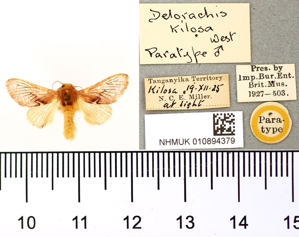 /filer/webapps/moths/media/images/K/kilosa_Delorhachis_PT_BMNH.jpg