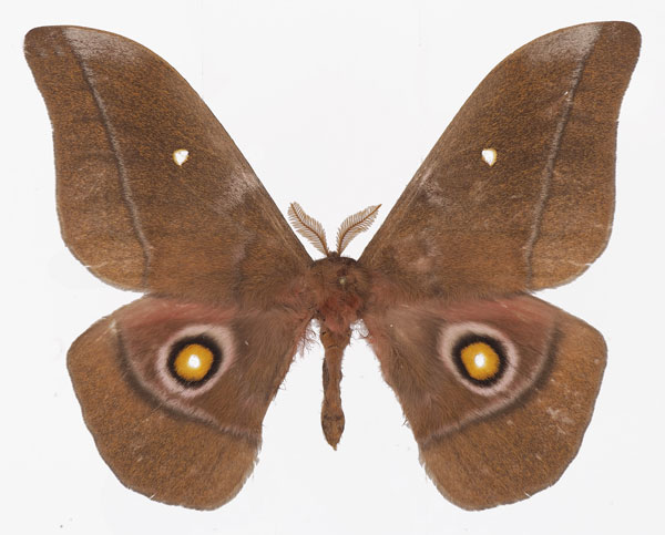 /filer/webapps/moths/media/images/K/kilumilorum_Gonimbrasia_AM_Basquin.jpg