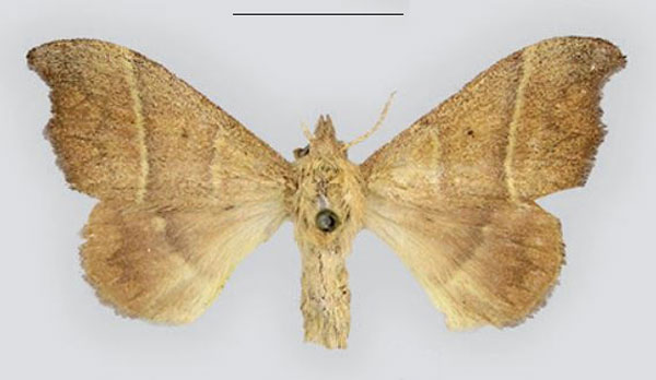 /filer/webapps/moths/media/images/K/kilwana_Hapsimachogonia_AF_ZSM.jpg