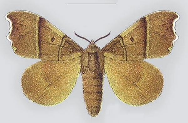 /filer/webapps/moths/media/images/K/kilwana_Odontopacha_HT_Stettin.jpg