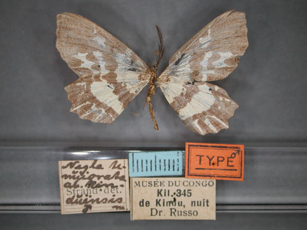 /filer/webapps/moths/media/images/K/kinduensis_Narthecusa_HT_RMCA_01.jpg