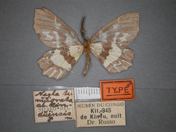 /filer/webapps/moths/media/images/K/kinduensis_Narthecusa_HT_RMCA_02.jpg