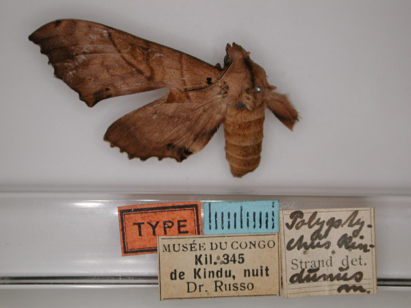 /filer/webapps/moths/media/images/K/kindunus_Rufoclanis_HT_RMCA_01.jpg