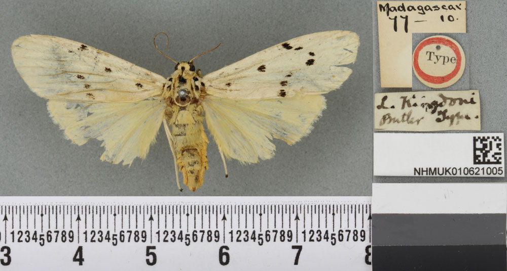 /filer/webapps/moths/media/images/K/kingdoni_Lithosia_HT_BMNHa.jpg