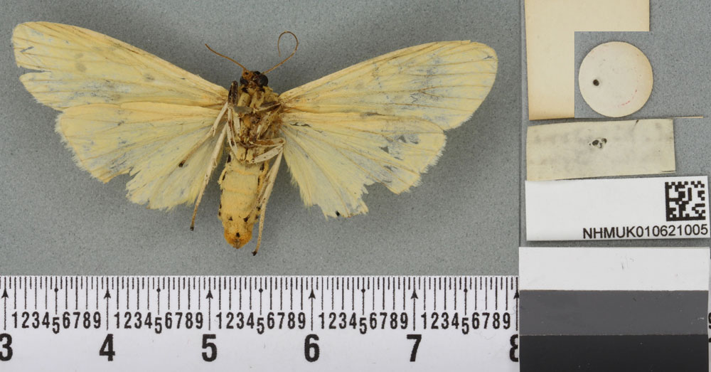 /filer/webapps/moths/media/images/K/kingdoni_Lithosia_HT_BMNHb.jpg