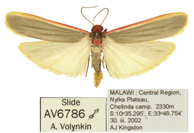 /filer/webapps/moths/media/images/K/kingstoni_Birketsmithiola_HT_ANHRT.jpg