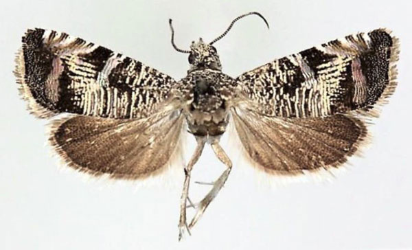 /filer/webapps/moths/media/images/K/kingstoni_Coccothera_PTF_Larsen.jpg