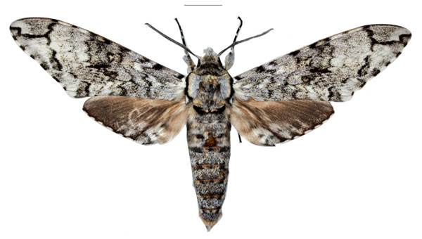 /filer/webapps/moths/media/images/K/kingstoni_Covelliana_HT_Kingston.jpg