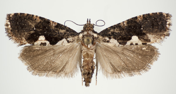 /filer/webapps/moths/media/images/K/kingstoni_Dracontogena_AF_KSund_01.jpg