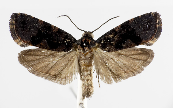 /filer/webapps/moths/media/images/K/kingstoni_Dracontogena_AM_KSund_black.jpg