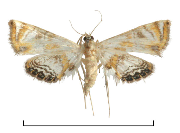 /filer/webapps/moths/media/images/K/kingstoni_Eoophyla_HT_BMNH.jpg