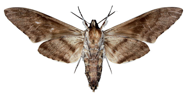 /filer/webapps/moths/media/images/K/kingstoni_Macropoliana_HT_Kingstonb.jpg