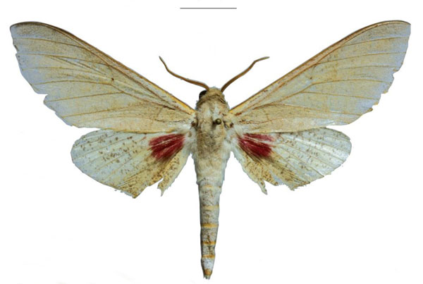 /filer/webapps/moths/media/images/K/kingstoni_Neoclanis_HT_EMEMa.jpg