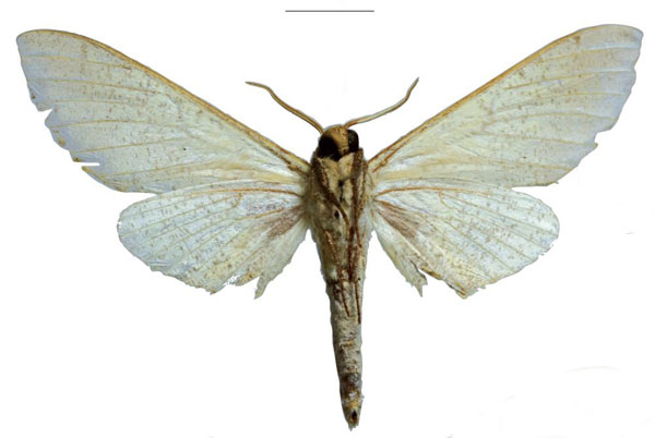 /filer/webapps/moths/media/images/K/kingstoni_Neoclanis_HT_EMEMb.jpg
