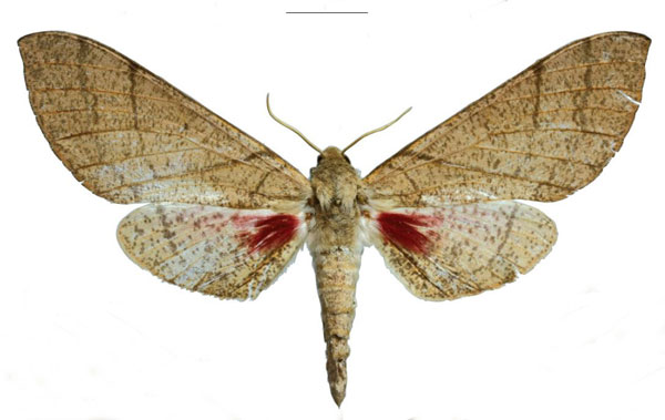 /filer/webapps/moths/media/images/K/kingstoni_Neoclanis_PTF_EMEMa.jpg