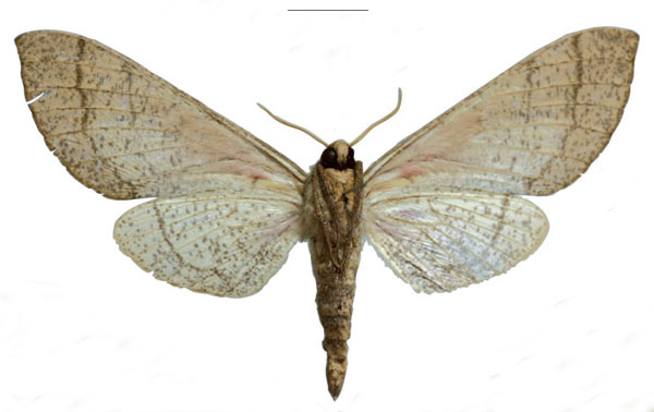 /filer/webapps/moths/media/images/K/kingstoni_Neoclanis_PTF_EMEMb.jpg