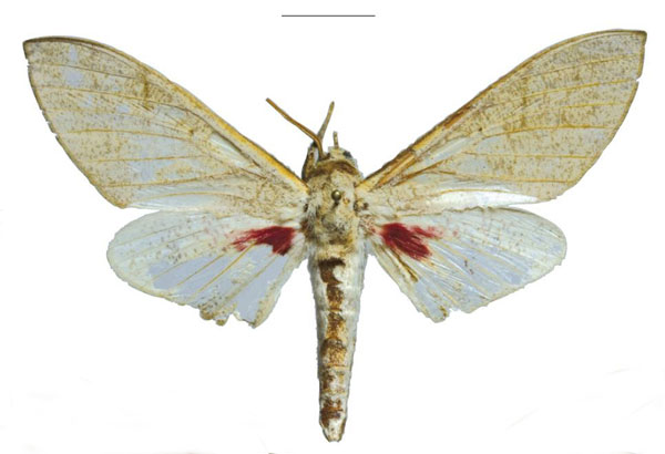 /filer/webapps/moths/media/images/K/kingstoni_Neoclanis_PTM_EMEM_01a.jpg