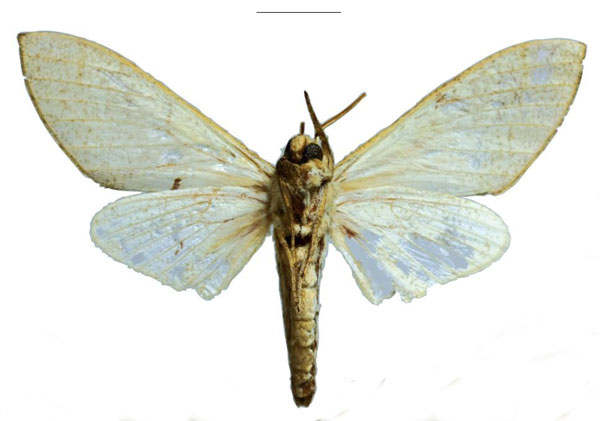 /filer/webapps/moths/media/images/K/kingstoni_Neoclanis_PTM_EMEM_01b.jpg