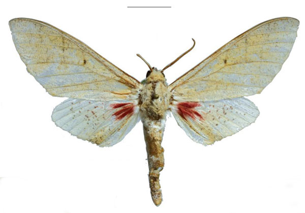 /filer/webapps/moths/media/images/K/kingstoni_Neoclanis_PTM_EMEM_02a.jpg