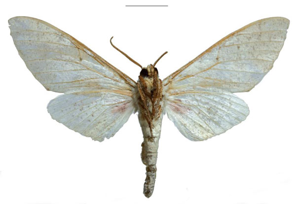 /filer/webapps/moths/media/images/K/kingstoni_Neoclanis_PTM_EMEM_02b.jpg