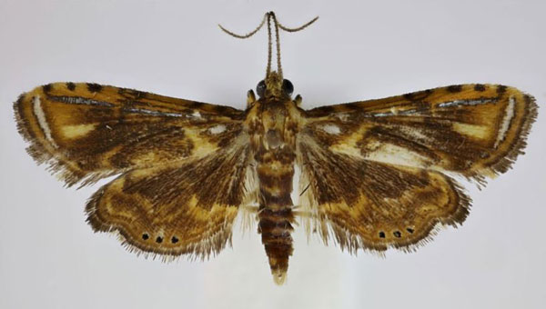 /filer/webapps/moths/media/images/K/kingstoni_Pseudambia_HT_Agassiz.jpg