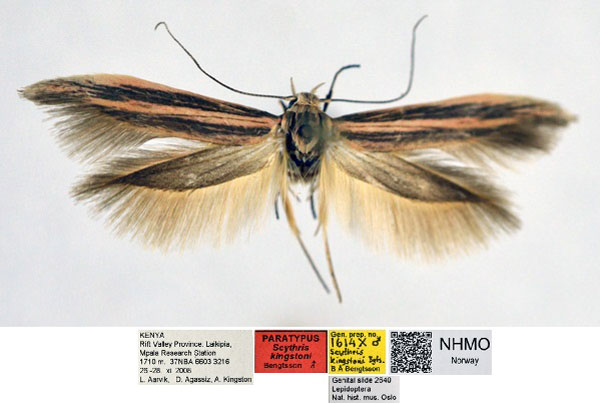 /filer/webapps/moths/media/images/K/kingstoni_Scythris_PT_NHMO_01_VMKPxca.jpg