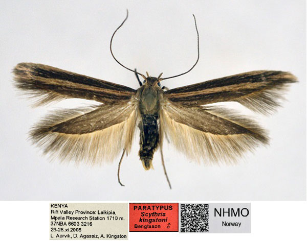 /filer/webapps/moths/media/images/K/kingstoni_Scythris_PT_NHMO_02_vtbHPnU.jpg