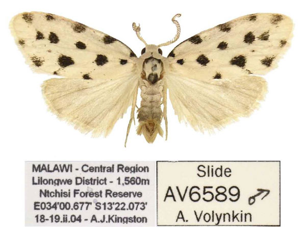 /filer/webapps/moths/media/images/K/kingstoni_Siccia_HT_ANHRT.jpg