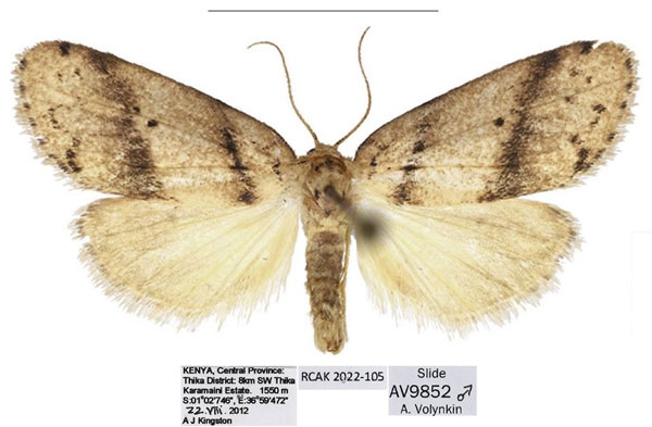 /filer/webapps/moths/media/images/K/kingstoni_Spatulosia_HT_ANHRT.jpg