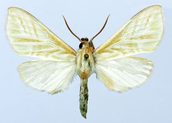 /filer/webapps/moths/media/images/K/kingstoni_Viriclanis_AM_Basquin.jpg