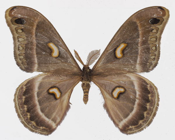 /filer/webapps/moths/media/images/K/kipengerensis_Epiphora_AM_Basquina.jpg