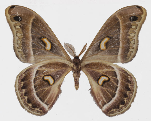 /filer/webapps/moths/media/images/K/kipengerensis_Epiphora_AM_Basquinb.jpg