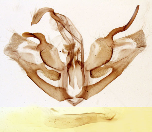 /filer/webapps/moths/media/images/K/kirdii_Marcipa_GMHT_MNHN_657.jpg