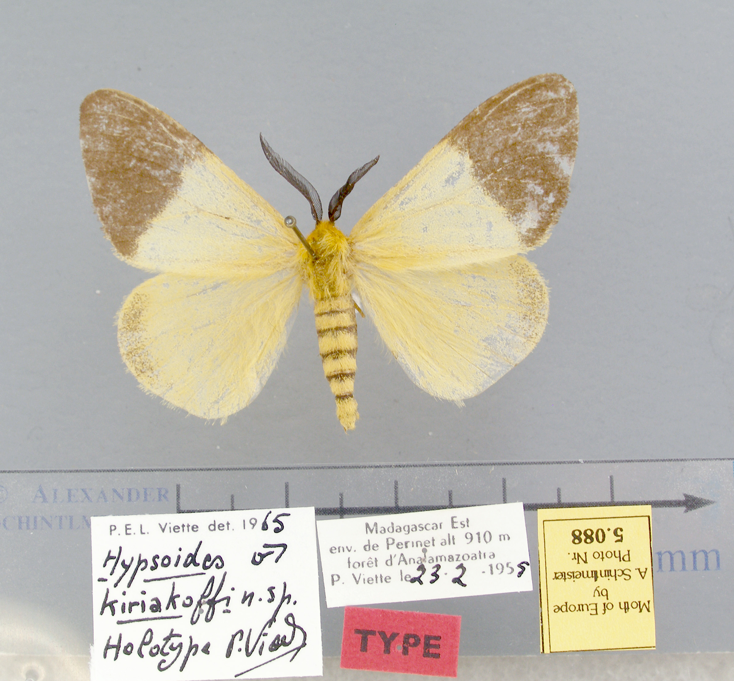 /filer/webapps/moths/media/images/K/kiriakoffi-Hypsoides-5088-HT-Madagascar_52Kl7TZ.jpg