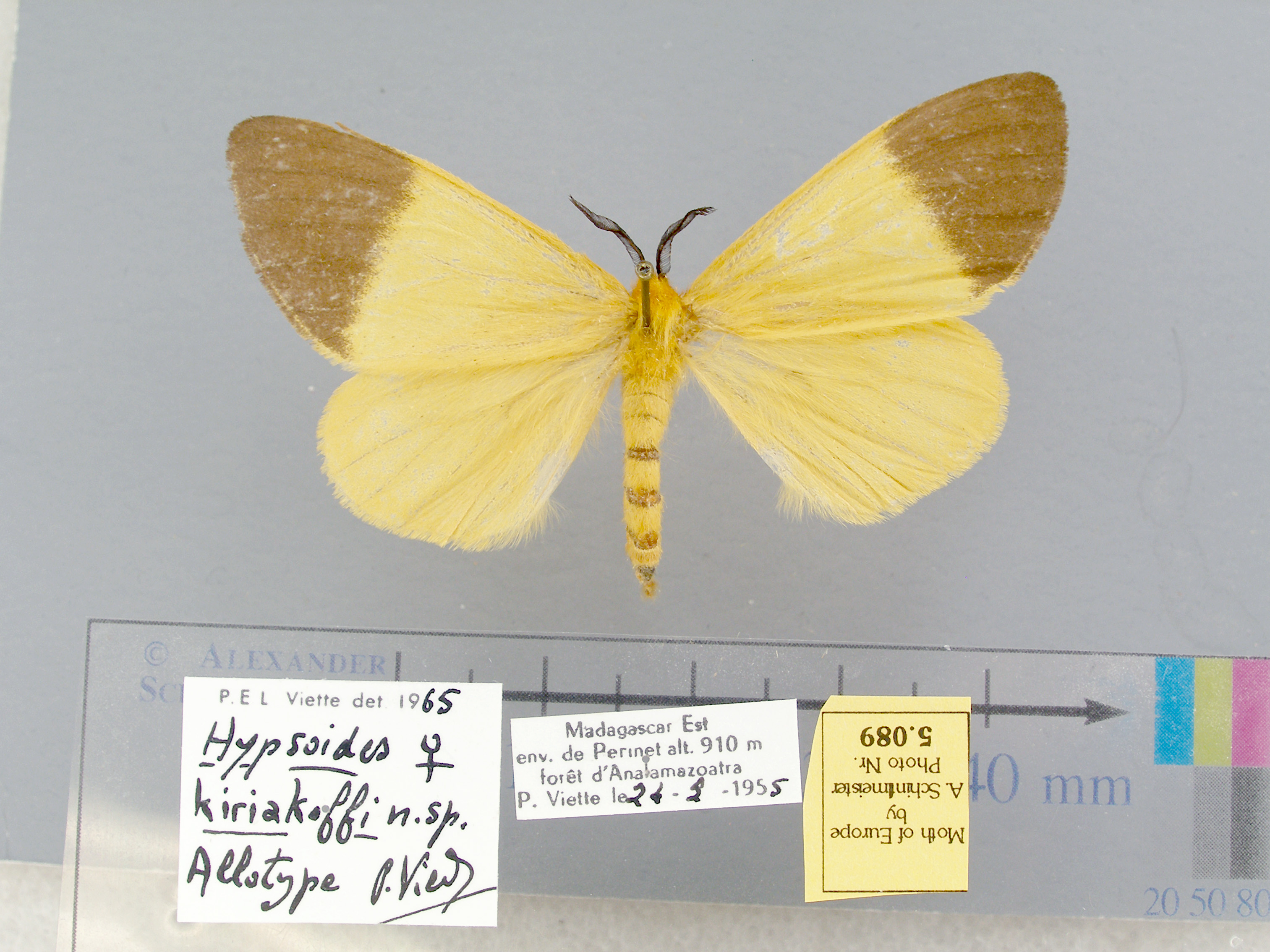 /filer/webapps/moths/media/images/K/kiriakoffi-Hypsoides-5089f-PT-Madagascar.jpg
