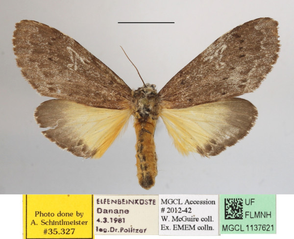 /filer/webapps/moths/media/images/K/kiriakoffi_Amphiphalera_A_MGCLa_01.JPG