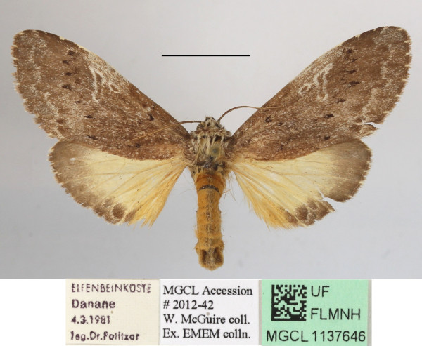 /filer/webapps/moths/media/images/K/kiriakoffi_Amphiphalera_A_MGCLa_02.JPG