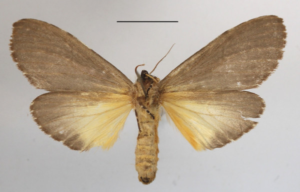 /filer/webapps/moths/media/images/K/kiriakoffi_Amphiphalera_A_MGCLb_01.JPG