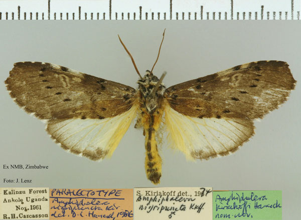 /filer/webapps/moths/media/images/K/kiriakoffi_Amphiphalera_PLT_NMB.jpg