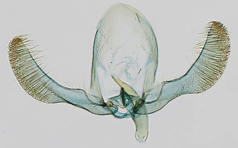 /filer/webapps/moths/media/images/K/kirimiriana_Eucosmocydia_GMPT_NMK.jpg